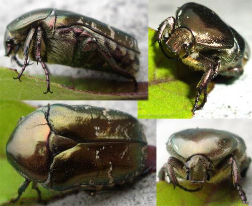 Réf. 21 552 : Potosia cuprea