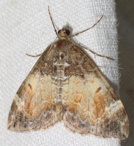 Réf. 21 510 : Dysstroma truncata