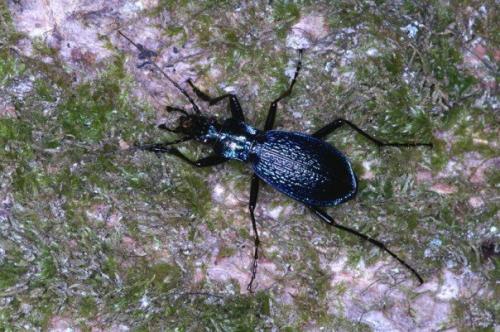 Réf. 21 604 : Carabus intricatus