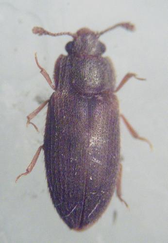 Diplocoelus fagi