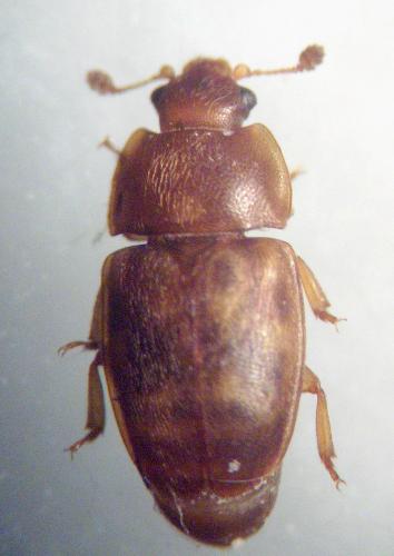Réf. 21 991 : Epuraea sp.
