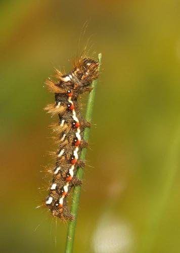 Acronicta rumicis