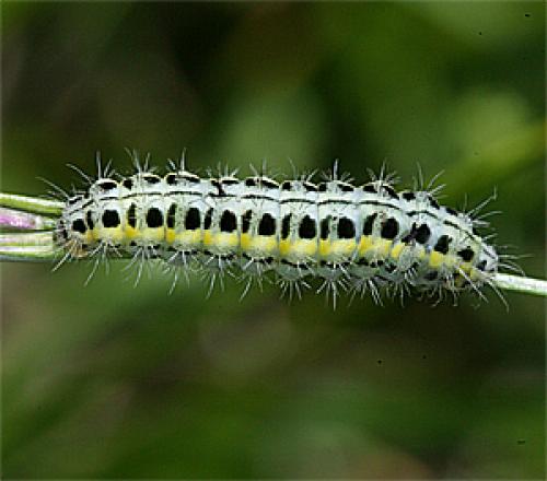 Zygaena transalpina