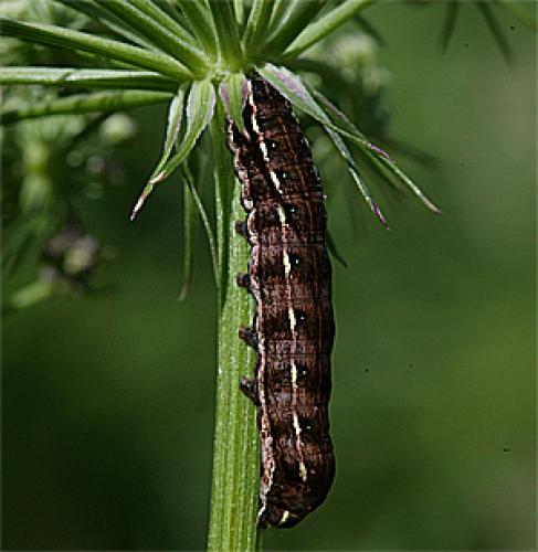 Cerastis rubricosa