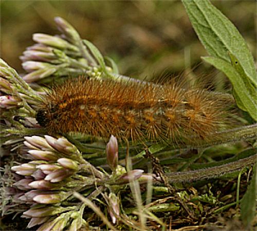 Phragmatobia fuliginosa