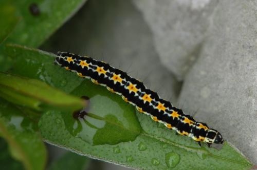 Réf. 21 971 : Ethmia pusiella