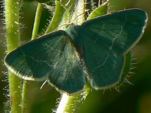 Réf. 21 669 : Chlorissa sp.