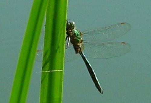 Somatochlora metallica