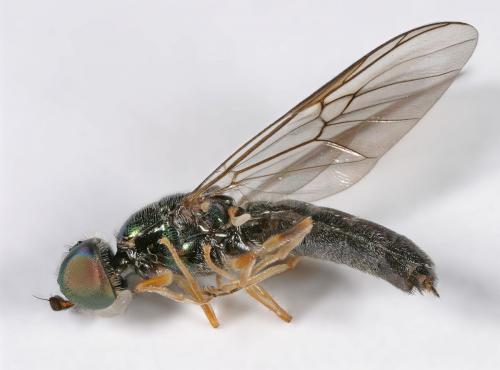 Sargus harderseni