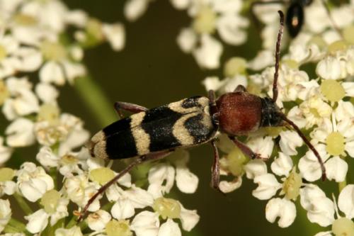 Chlorophorus trifasciatus