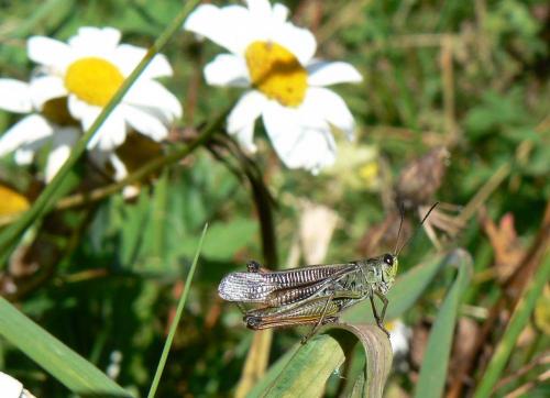 Réf. 21 843 : Stauroderus scalaris scalaris