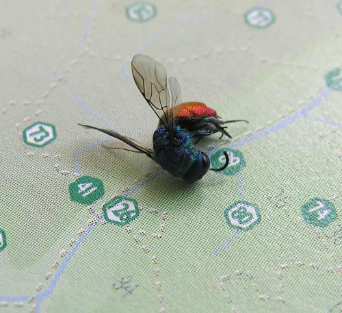 Chrysis sp.