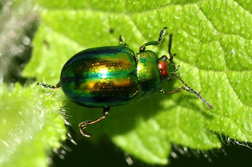Chrysolina fastuosa