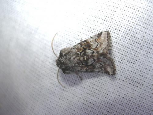 Cleonymia yvanii