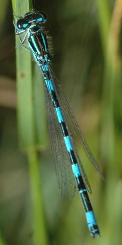 Réf. 21 195 : Coenagrion mercuriale