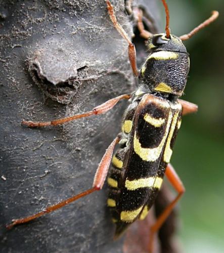 Xylotrechus arvicola