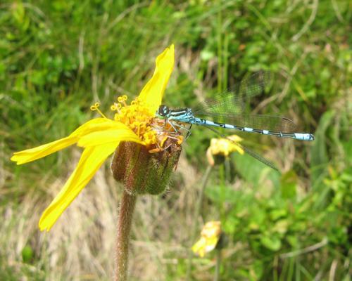 Coenagrion hastulatum