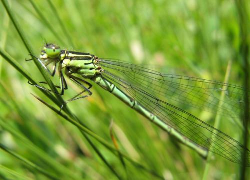 Coenagrion hastulatum