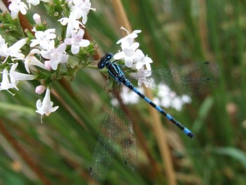 Réf. 21 651 : Coenagrion mercuriale