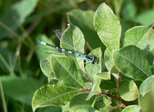 Réf. 21 856 : Coenagrion hastulatum