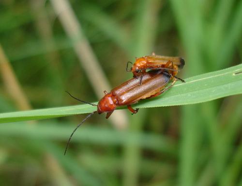 Réf. 21 384 : Rhagonycha fulva