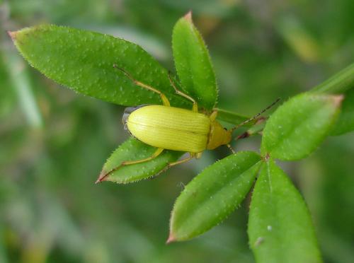 Cteniopus sulphureus