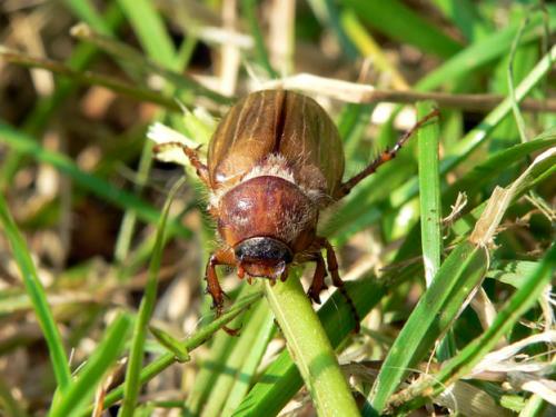 Amphimallon solstitiale