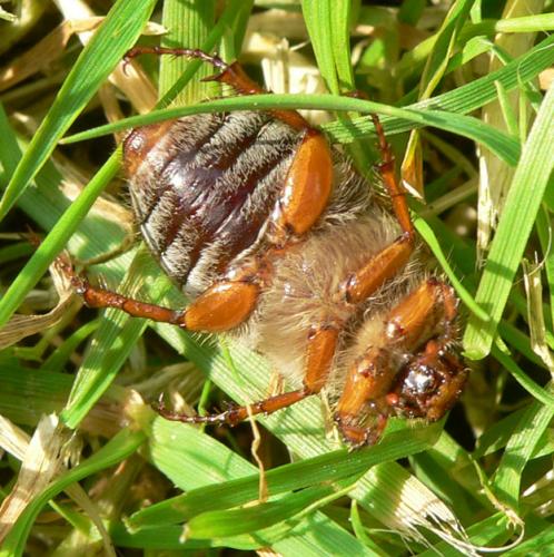 Amphimallon solstitiale