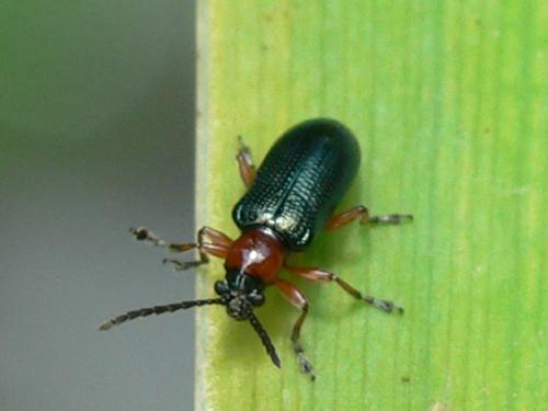 Oulema sp.