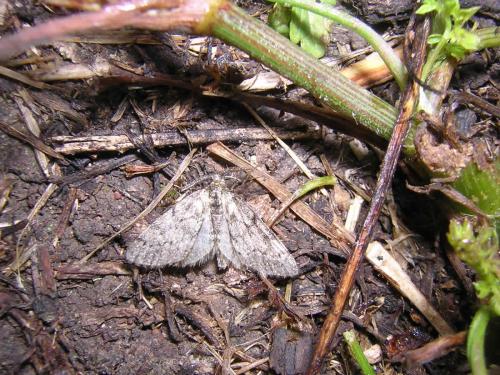 Tephronia sp.