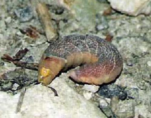 Mimas tiliae
