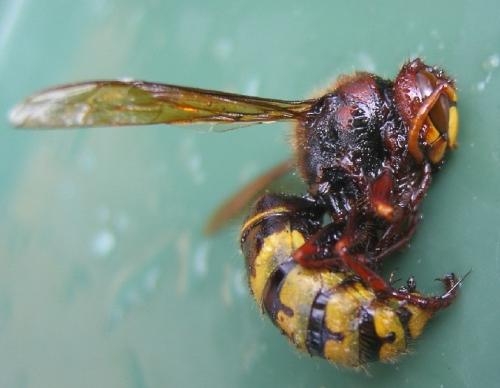Réf. 21 239 : Vespa crabro