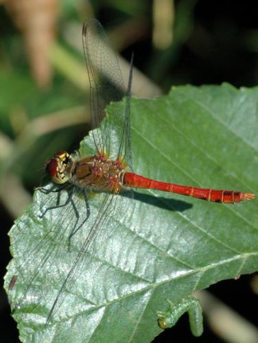 Réf. 21 358 : Sympetrum sanguineum