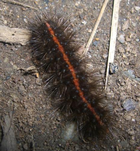 Réf. 21 739 : Spilosoma lubricipeda