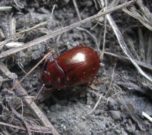 Chrysolina sp.