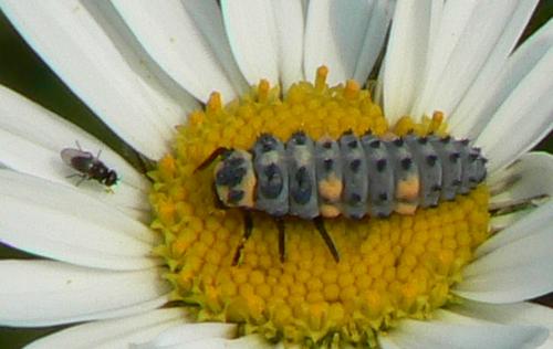 Coccinella septempunctata