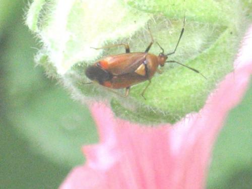 Deraeocoris sp.