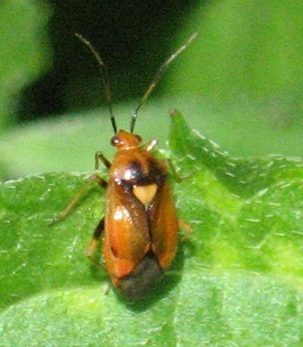 Deraeocoris sp.