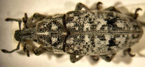 Leucomigus candidatus tessellatus