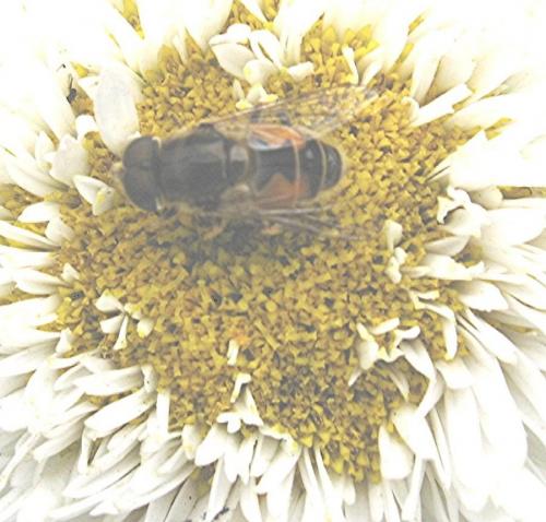 Eristalis arbustorum