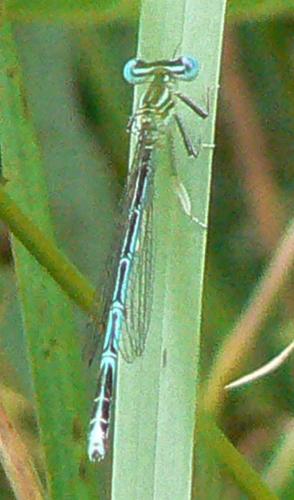 Platycnemis pennipes