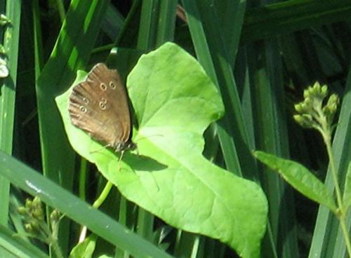 Aphantopus hyperantus