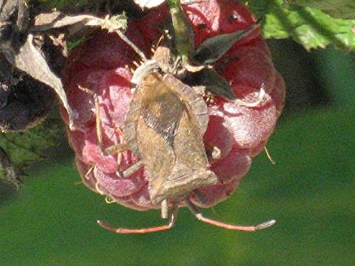 Réf. 21 855 : Coreus marginatus