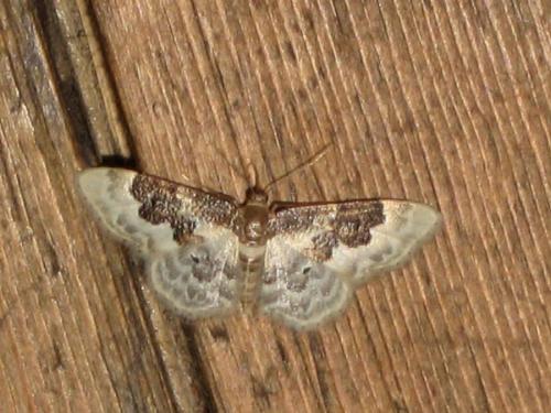 Réf. 21 688 : Idaea rusticata