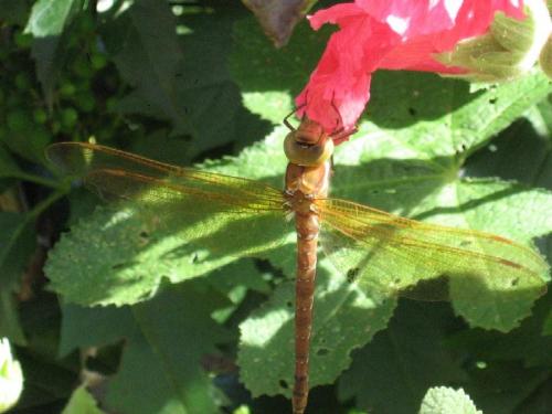 Aeshna grandis