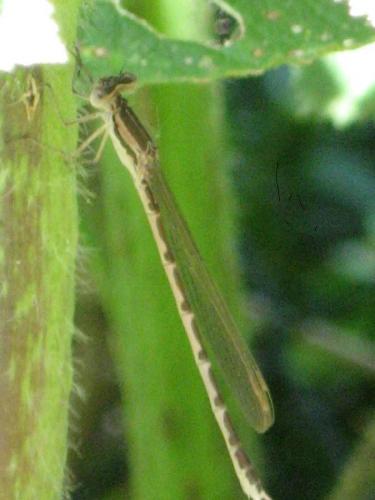 Sympecma fusca