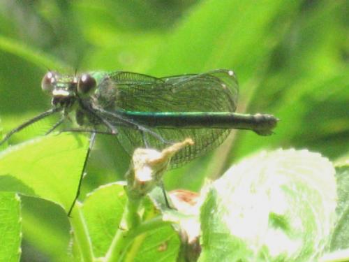 Calopteryx splendens