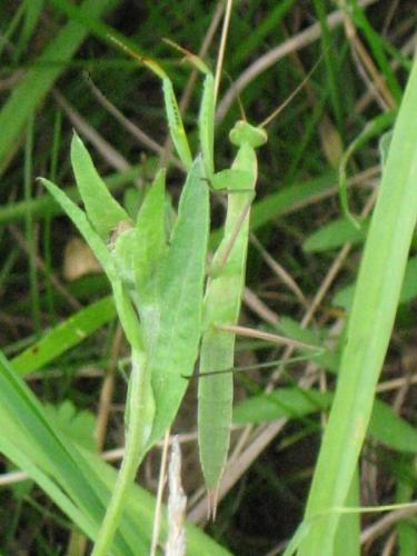Mantis religiosa