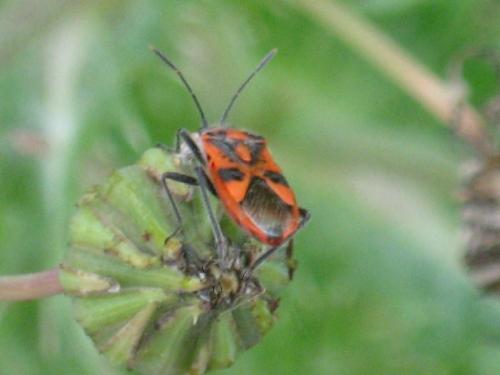 Réf. 21 242 : Corizus hyoscyami