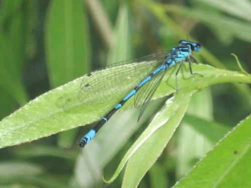 Réf. 21 411 : Coenagrion pulchellum